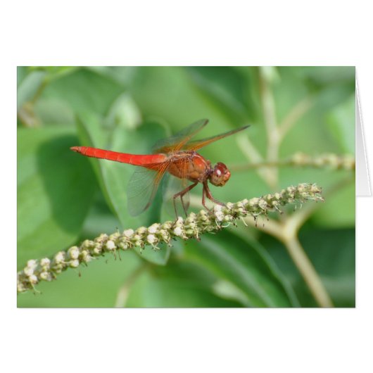 Red Dragonfly Cards (Front Horizontal)