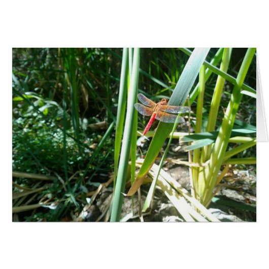Red Dragonfly Clinging on a Leaf Cards (Front Horizontal)