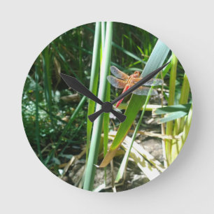 Red Dragonfly Clinging on Leaf Round Clock