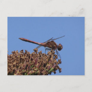 Red Dragonfly DIY Postcard