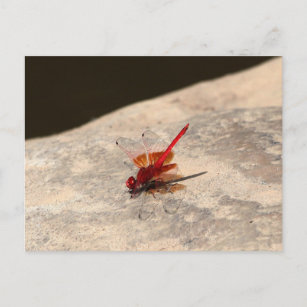 Red Dragonfly in Africa (Trithemis sp.) Postcard