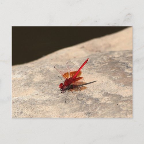 Red Dragonfly in Africa Trithemis sp Postcard