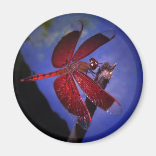 Red Dragonfly Magnet