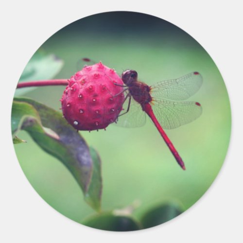 Red Dragonfly Nature  Classic Round Sticker
