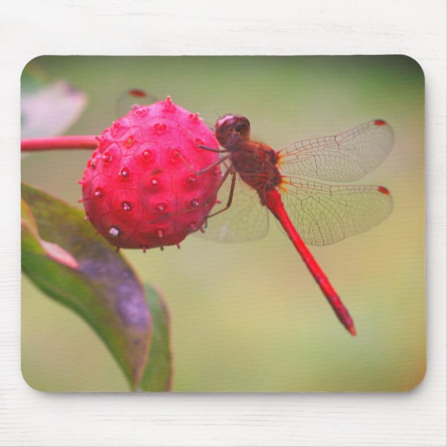 Red Dragonfly Nature  Mouse Pad (Front)