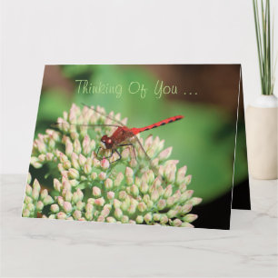Red Dragonfly Notecard