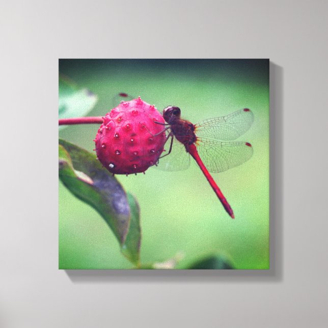 Red Dragonfly On Dogwood Fruit Close Up Canvas Print (Front)