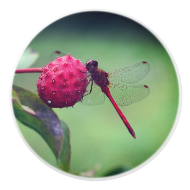 Red Dragonfly On Dogwood Fruit Close Up  Ceramic Knob (Front)
