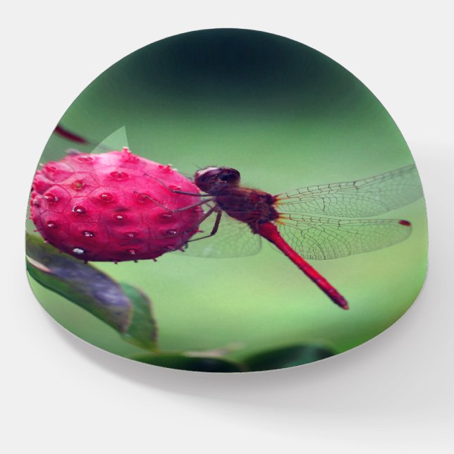 Red Dragonfly On Dogwood Fruit Close Up  Paperweight (Angled)