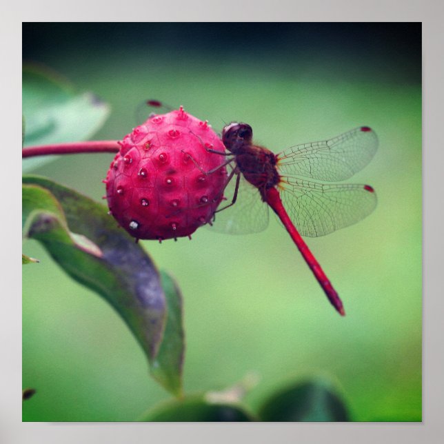 Red Dragonfly On Dogwood Fruit Close Up Poster (Front)