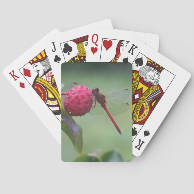 Red Dragonfly On Dogwood Fruit Insect  Poker Cards (Back)