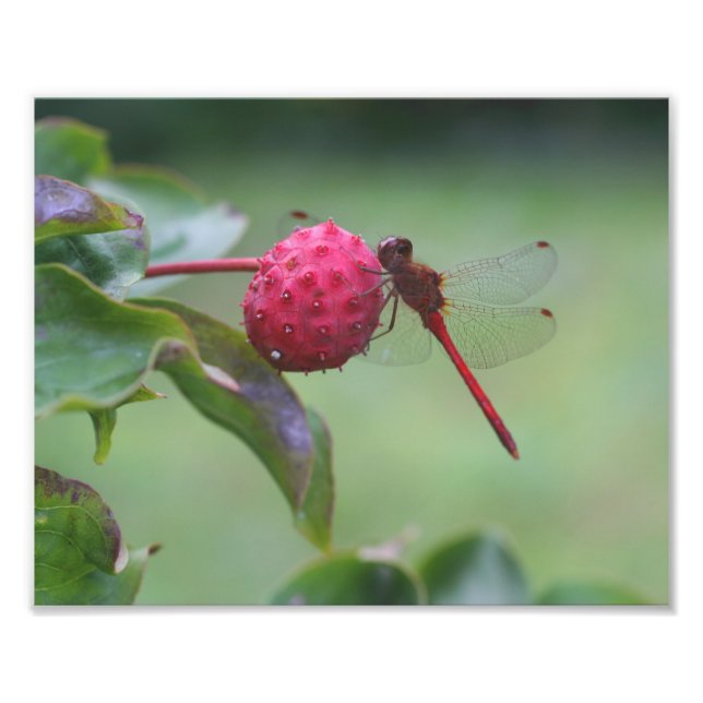 Red Dragonfly On Dogwood Fruit Nature Photo Print (Front)