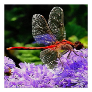 Red Dragonfly on Violet Purple Flowers Poster