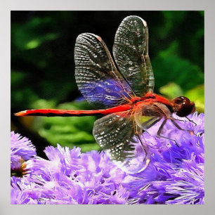 Red Dragonfly on Violet Purple Flowers Poster