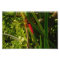Red Dragonfly