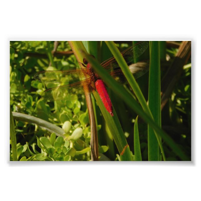 Red Dragonfly Photo Print (Front)