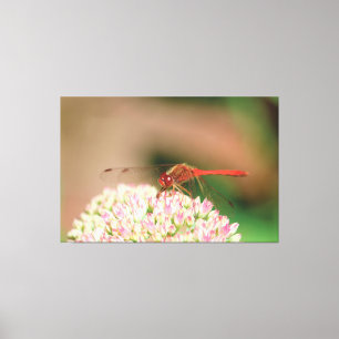 Red Dragonfly Photograph Canvas Print