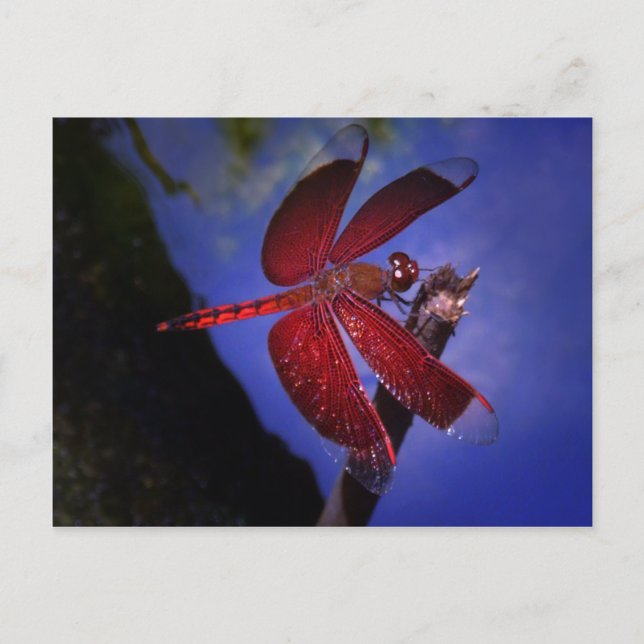 Red Dragonfly Postcard (Front)