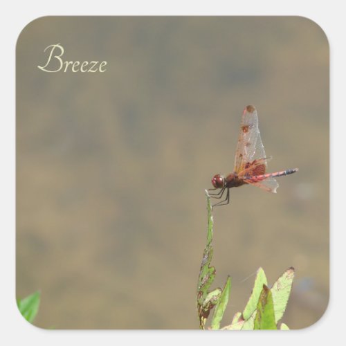 Red dragonfly resting on a straw square sticker