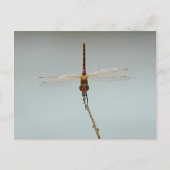Red Dragonfly Stillwater Wildlife Refuge Fallon Nv Postcard by abadu44 at Zazzle