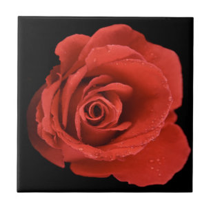 Red Drama Rose Ceramic Tile