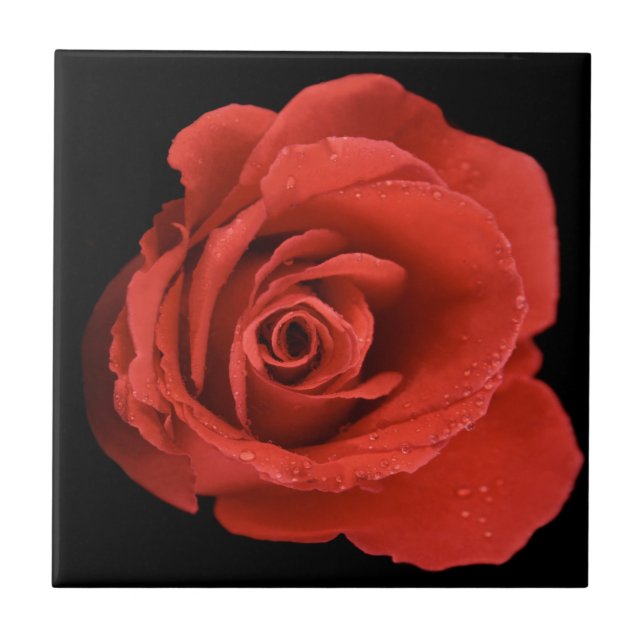 Red Drama Rose Ceramic Tile (Front)