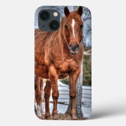 Red Dun Ranch Horse Equine_lover Photo iPhone 13 Case