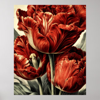 Red Dutch tulips Poster