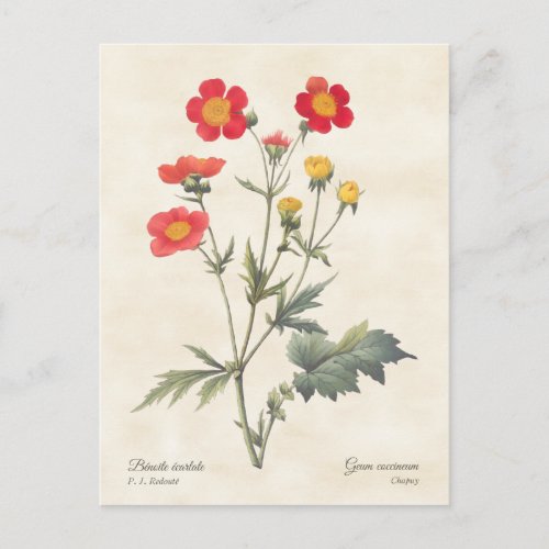 Red Dwarf Avens Vintage Botanical Illustration Postcard