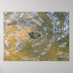 Red-eared Slider Hatchling Poster
