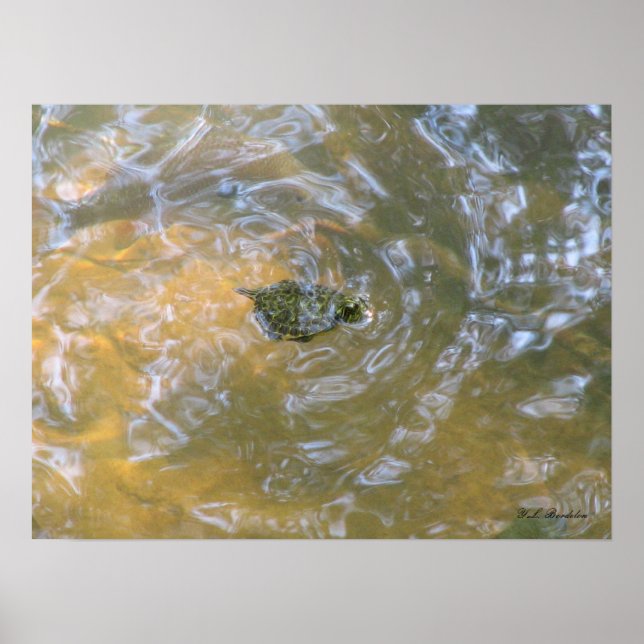 Red-eared Slider Hatchling Poster (Front)