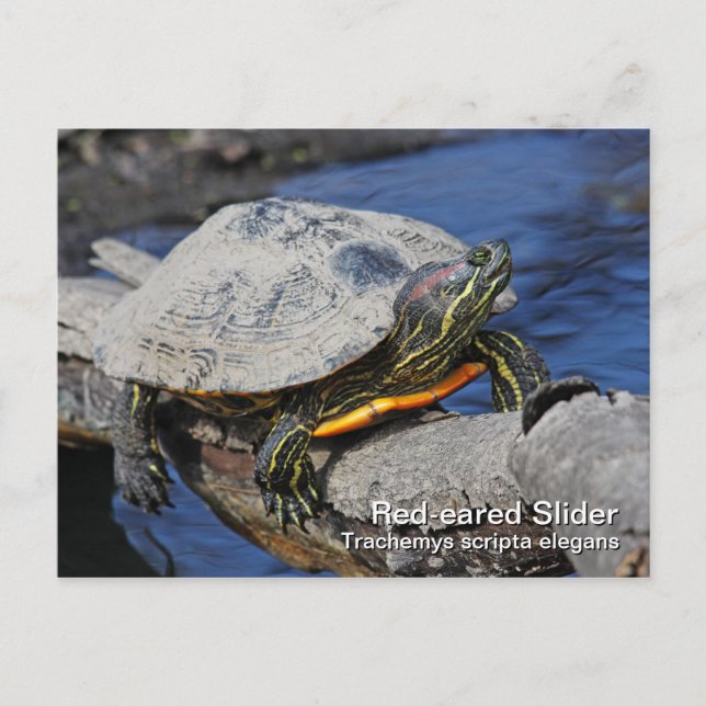Red-eared Slider Postcard (Front)