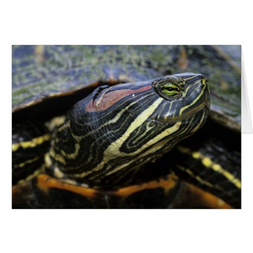 Red_eared Slider Trachemys scripta elegans 2