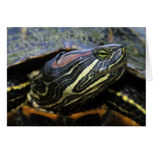 Red-eared Slider, Trachemys scripta elegans, 2 Cards (Front Horizontal)
