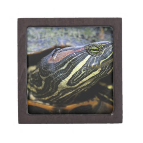 Red_eared Slider Trachemys scripta elegans 2 Jewelry Box