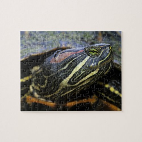 Red_eared Slider Trachemys scripta elegans 2 Jigsaw Puzzle