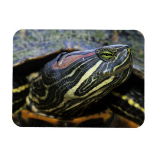 Red-eared Slider, Trachemys scripta elegans, 2 Magnet
