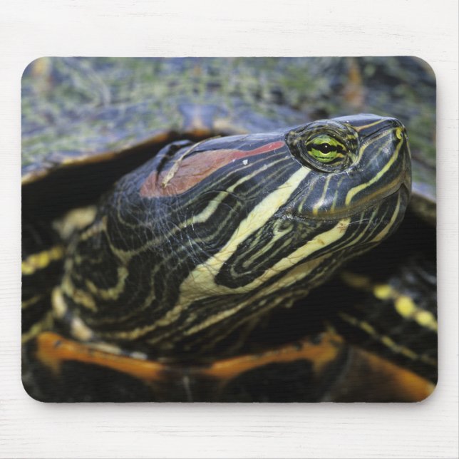 Red-eared Slider, Trachemys scripta elegans, 2 Mouse Pad (Front)