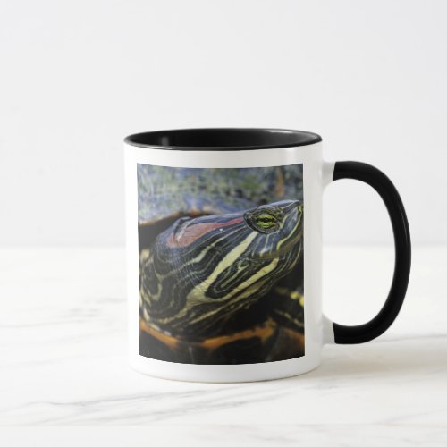 Red_eared Slider Trachemys scripta elegans 2 Mug