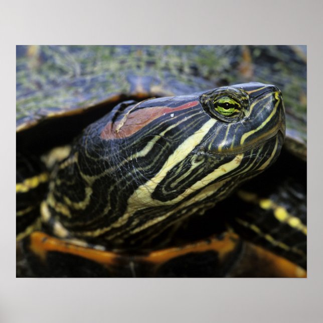 Red-eared Slider, Trachemys scripta elegans, 2 Poster (Front)