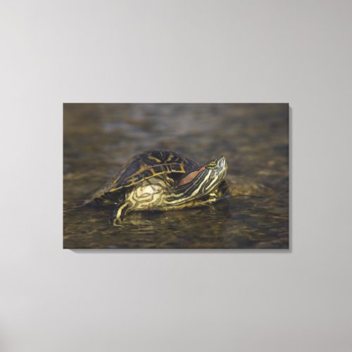 Red_eared Slider Trachemys scripta elegans Canvas Print