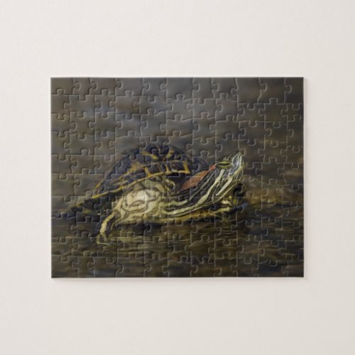 Red_eared Slider Trachemys scripta elegans Jigsaw Puzzle