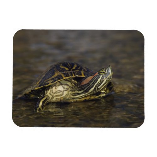 Red_eared Slider Trachemys scripta elegans Magnet