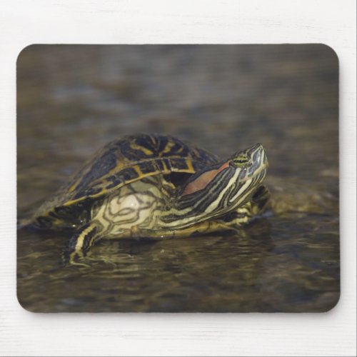 Red_eared Slider Trachemys scripta elegans Mouse Pad