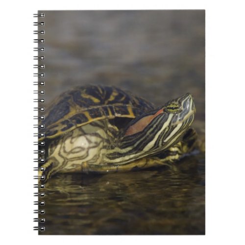 Red_eared Slider Trachemys scripta elegans Notebook