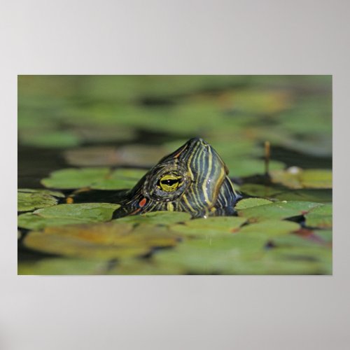 Red_eared Slider Trachemys scripta elegans Poster