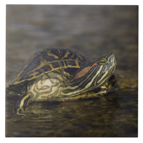 Red_eared Slider Trachemys scripta elegans Tile