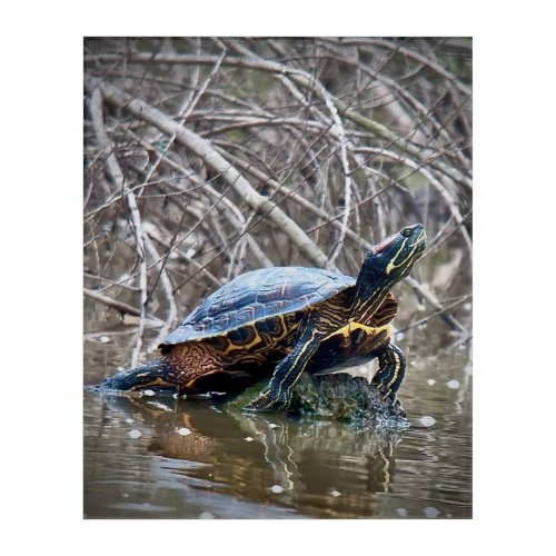 Red_eared Slider Turtle Acrylic Print