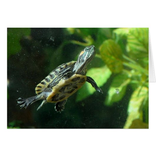 Red-Eared Slider Turtle Cards (Front Horizontal)