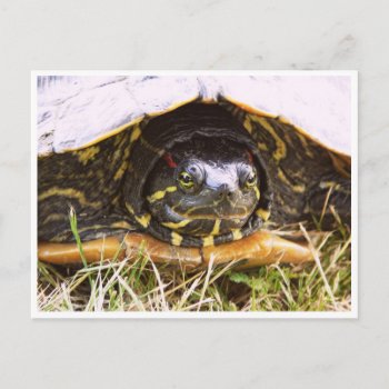 Red Eared Slider Turtle Head Postcard by CountryCorner at Zazzle